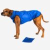 Hundemantel Regenjacke Strapazierfähig Royalblau RR DOG`s WARE Hundebekleidung