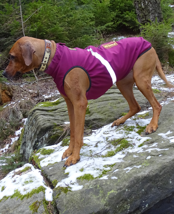 Rhodesian Ridgeback im RR DOG`s WARE Bodywarmer Softshell berry.