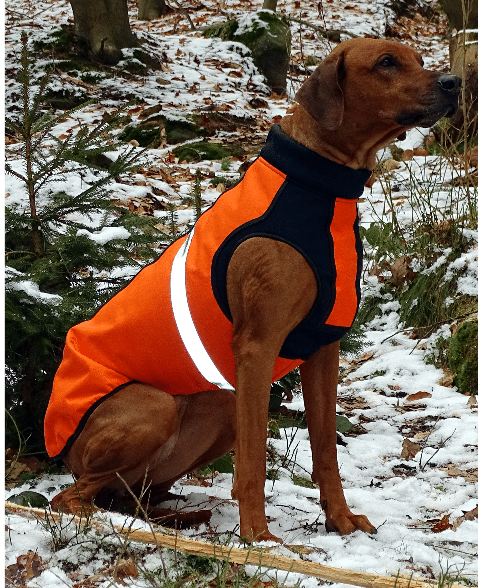 schlagschutzweste hund