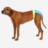 Läufigkeitshose für Hunde
