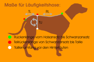Maßfigurine Hund für Läufigkeitshose vermessen für RR DOG`s WARE Hundebekleidung