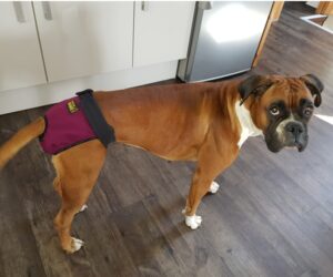 Deutscher Boxer Läufigkeitshose wasserdicht Berry RR DOG`s WARE Hundebekleidung nach Maß