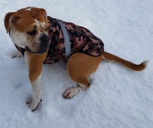 Continental Bulldogge Hundemantel Softshell wasserdicht Camouflage RR DOG`s WARE Hundebekleidung nach Maß