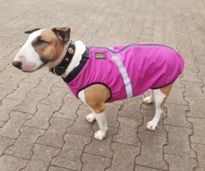 Bullterrier Hundemantel Softshell wasserdicht Pinkbeere RR DOG`s WARE Hundebekleidung nach Maß