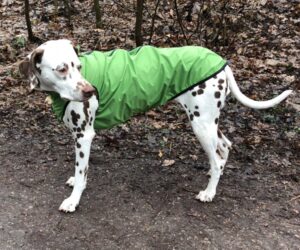 Dalmatiner Hunderegenjacke strapazierfähig wasserdicht Hellgrün RR DOG`s WARE Hundebekleidung nach Maß