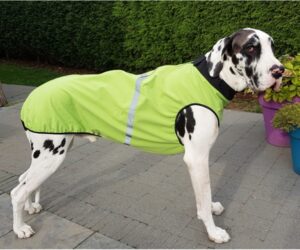 Deutsche Dogge Hundemantel Softshell wasserdicht Hellgrün RR DOG`s WARE Hundebekleidung nach Maß