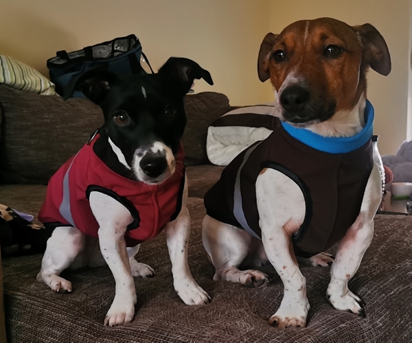 Jack Russel Terrier Hundemantel Softshell wasserdicht Rot und Braun RR DOG`s WARE Hundebekleidung nach Maß