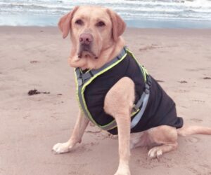 Labrador Retriever Hundemantel Softshell wasserdicht Schwarz mit Geschirr RR DOG`s WARE