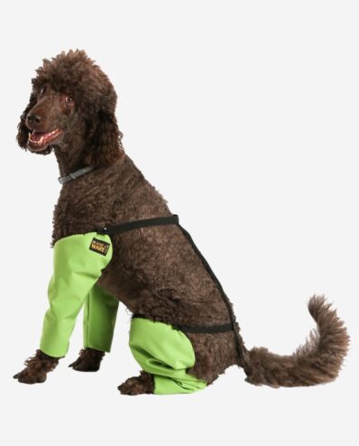Großpudel mit RR DOG`s WARE Beinstulpen Softshell Wasserdicht sitzend