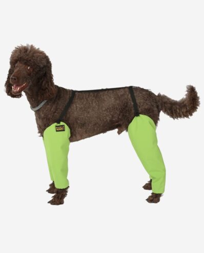 Großpudel mit RR DOG`s WARE Beinstulpen Softshell Wasserdicht Stehend