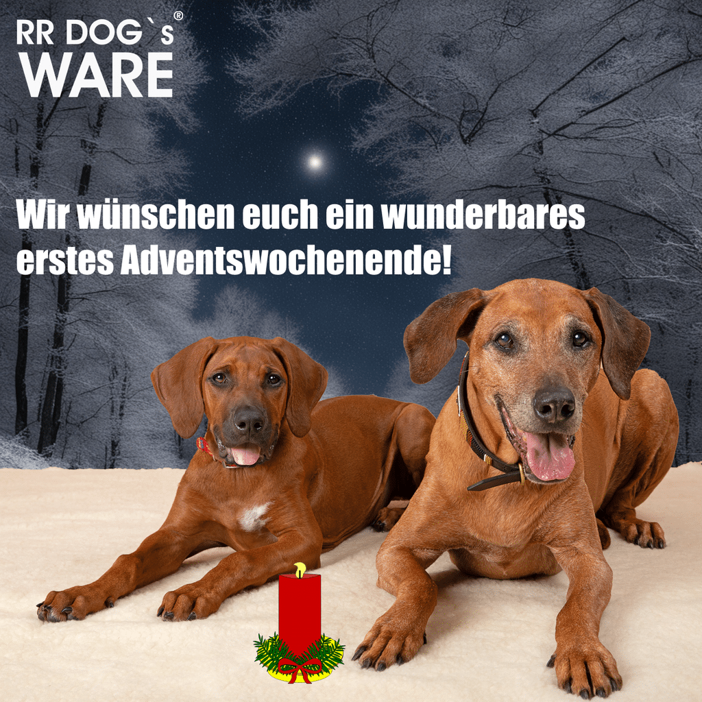 Gruß Zum Ersten Advent 2023 Von RR DOG`s WARE Hundebekleidung Nach Maß Mit Trudel Und Wilma