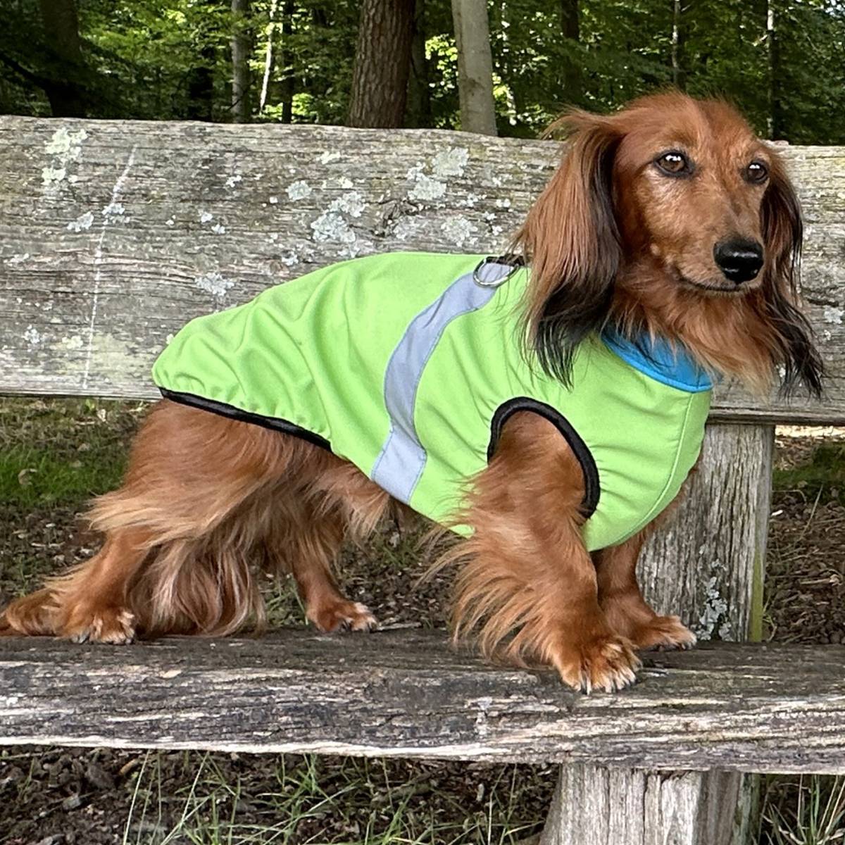 Ein Dackel im wasserdichten Softshellhundemantel von RR DOG`s WARE Hundebekleidung nach Maß