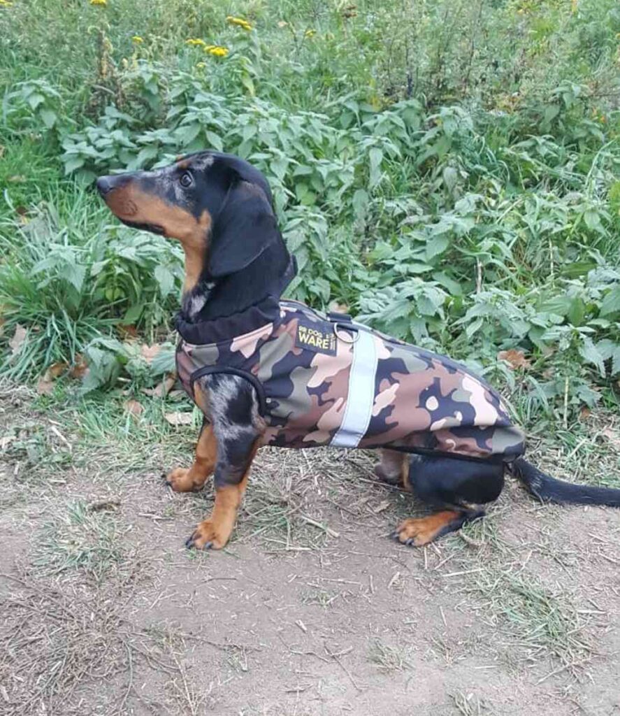 Dackel-Rüde im Softshellhundemantel ALLROUND nach Maß wasserdicht mit komplettem Bauchschutz und Rückenreißverschluss in der tollen Farbe Camouflage Wald