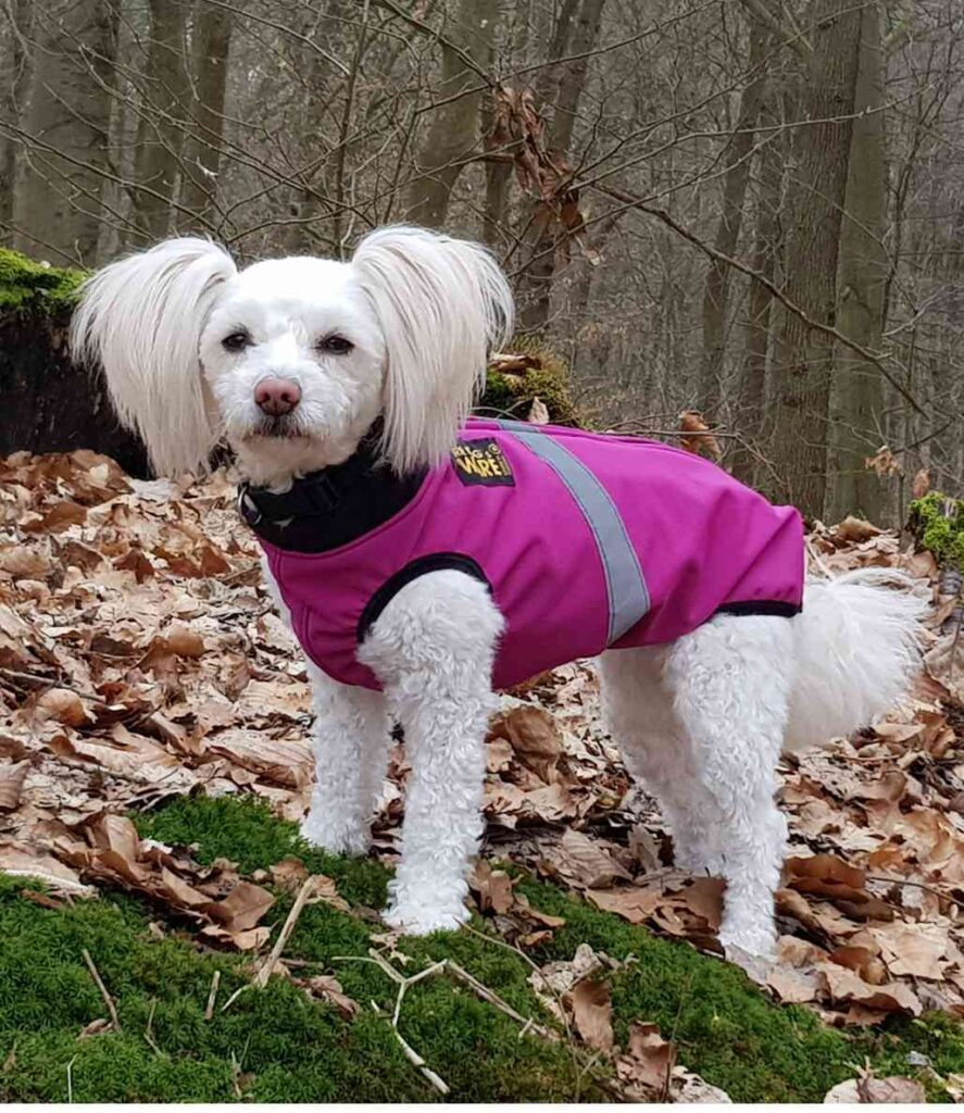 Papillon-Dame im Softshellhundemantel ALLROUND nach Maß wasserdicht mit komplettem Bauchschutz und Rückenreißverschluss in der tollen Farbe Pinkbeere