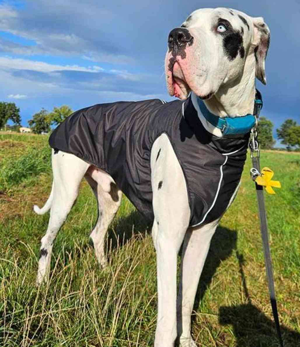 Dogge Gandalf in der Hunderegenjacke EXTREME strapazierfähig nach Maß mit Bauchschutz und wasserdichtem Rückenreißverschluss von RR DOG`s WARE