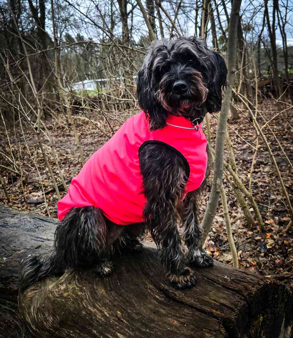 Mischlingshündin Lina im Softshellhundemantel ALLROUND nach Maß wasserdicht mit komplettem Bauchschutz und Rückenreißverschluss in der tollen Farbe Leuchtrosa