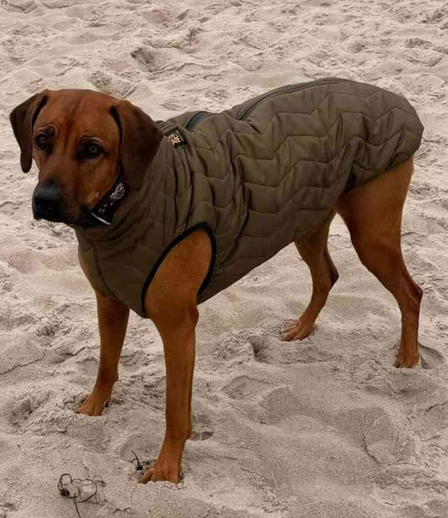 Rhodesian Ridgeback Mathilda Im Stepphundemantel Ranger Nach Maß Mit Komplettem Bauchschutz Und Wasserdichtem Rückenreißverschluss